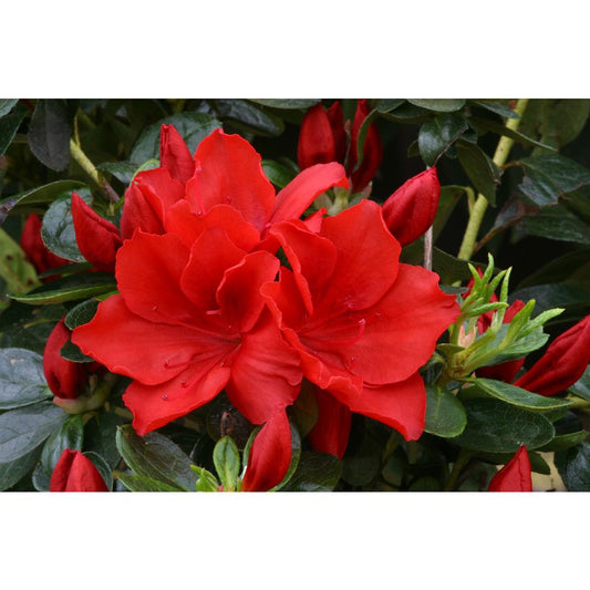 Evergreen Azalea Santa Maria 3L Orange
