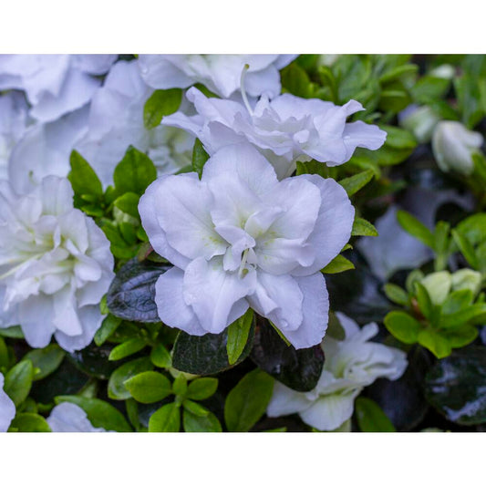 Evergreen Azalea Snow Pearl 3L