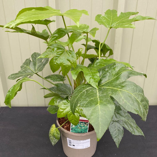 Fatsia Japonica 3L