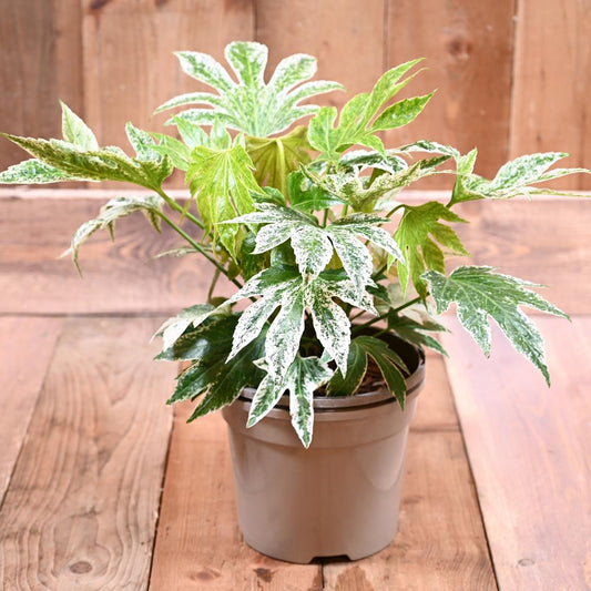 Fatsia Japonica Spiders Web 3L