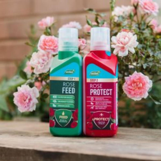 Feed And Protect 2In1 Rose 500Ml