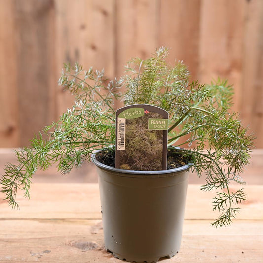 Fennel Bronze -Foeniculum Vulgare 1L