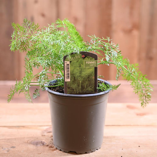Fennel Green - Foeniculum Vulgare 1L