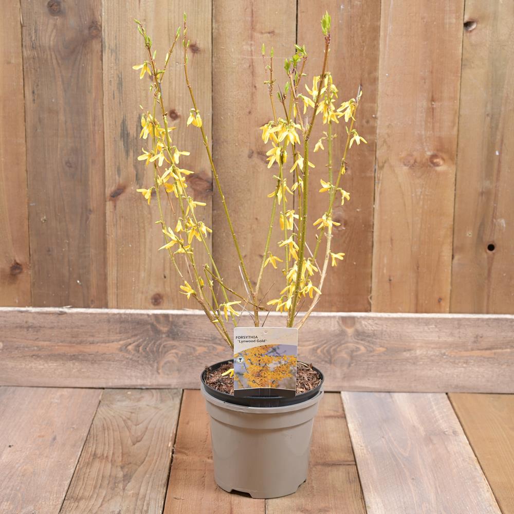 Forsythia 'Lynwood Gold' 3L