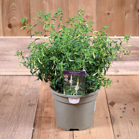 Fuchsia Hardy Hawkshead 3L