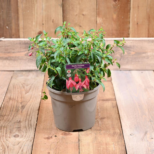 Fuchsia Hardy Tom Thumb 3L