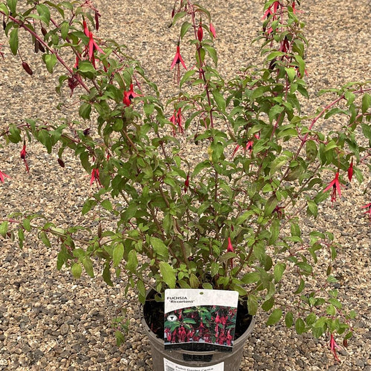 Fuchsia Riccartonii 2L
