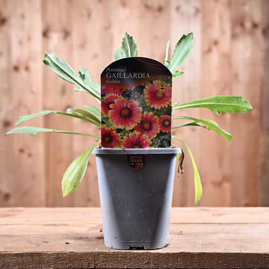 Gaillardia X Grandiflora Goblin  1L