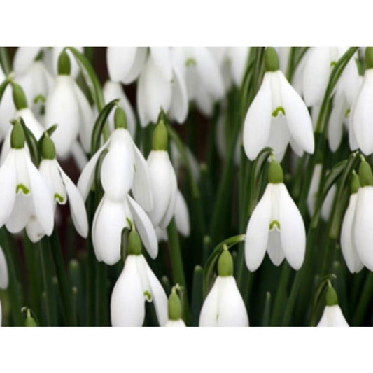Galanthus-Snowdrops In 10.5cm Pots
