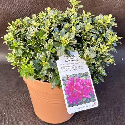 Geisha Purple 3L Evergreen Azalea