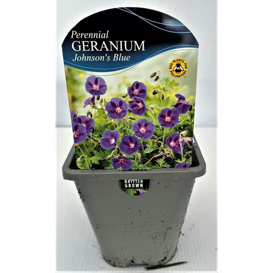 Geranium Johnsons Blue  1L