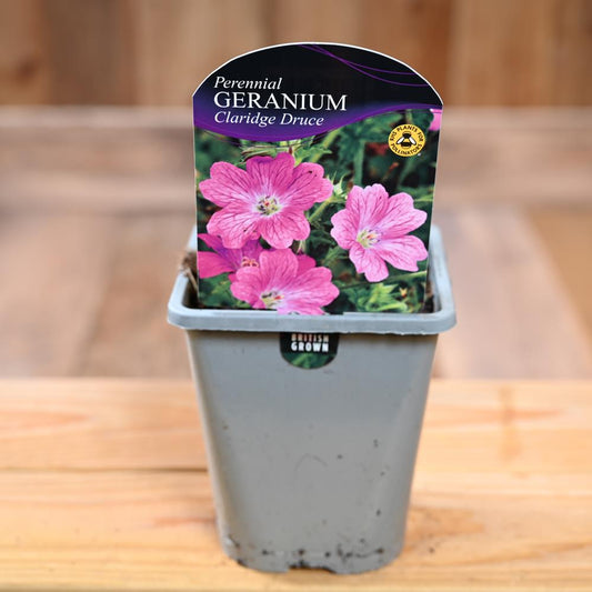 Geranium X Oxonianum Claridge Druce 1L