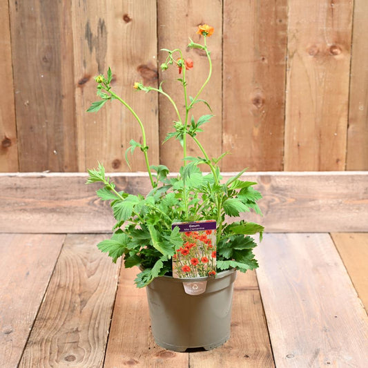 Geum Miss Clementine 3L