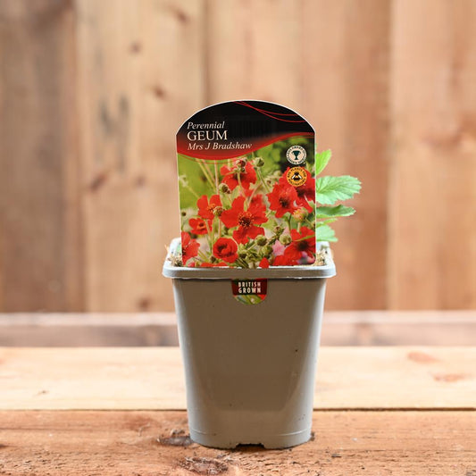 Geum Mrs J. Bradshaw 1L