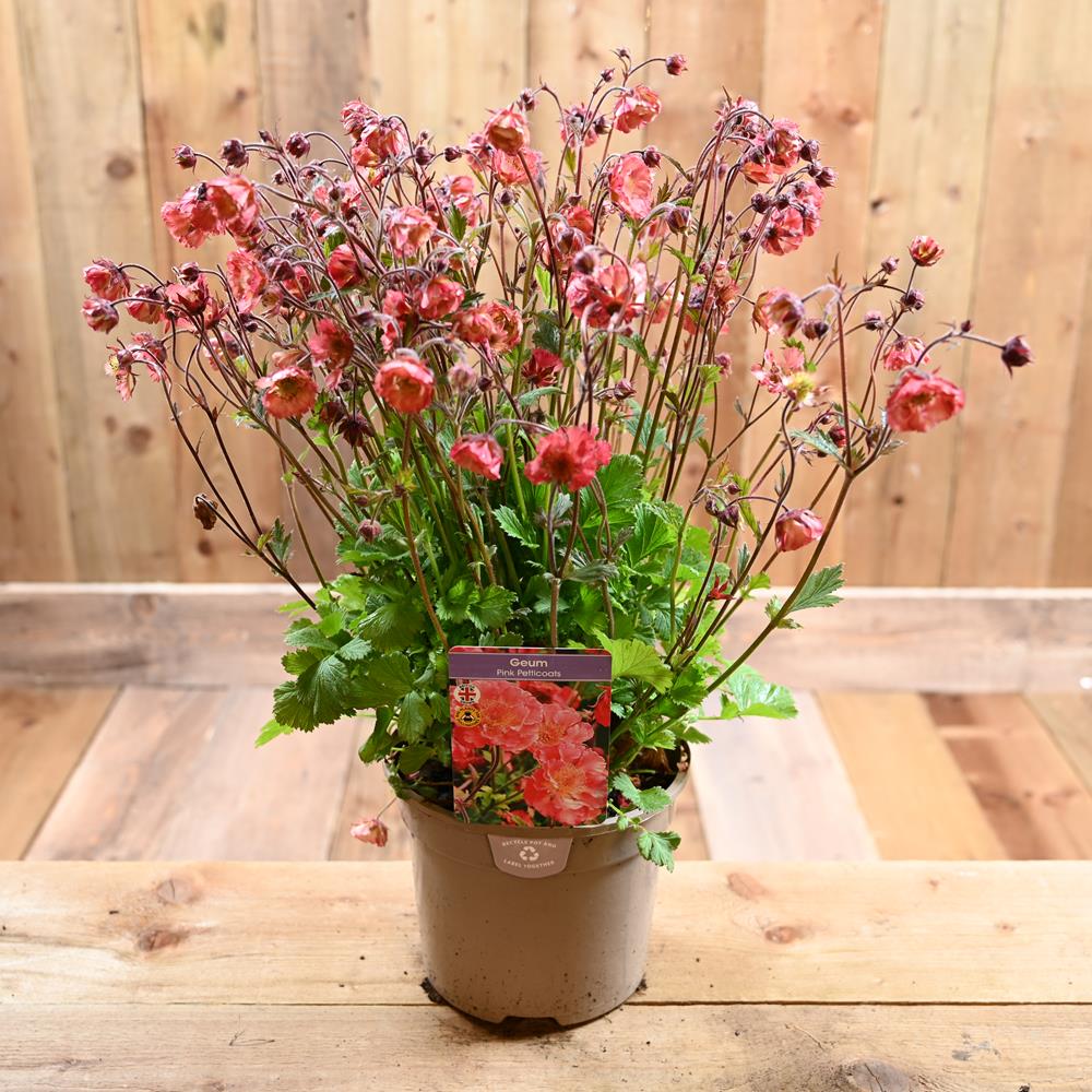 Geum Pink Petticoats 2 Litre