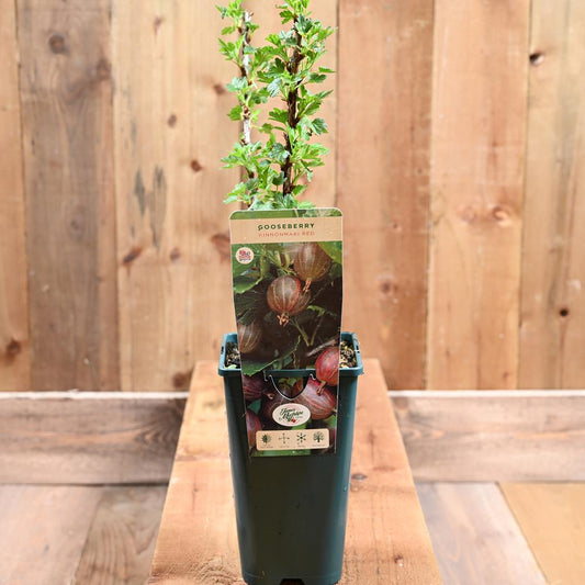 Gooseberry Hinnonmaki Red 3L