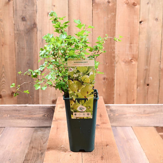 Gooseberry Hinnonmaki Yellow 3L
