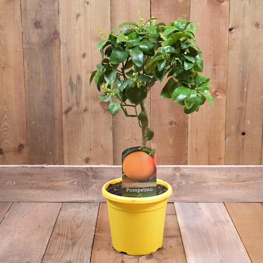 Grapefruit Mini Stem 20cm pot