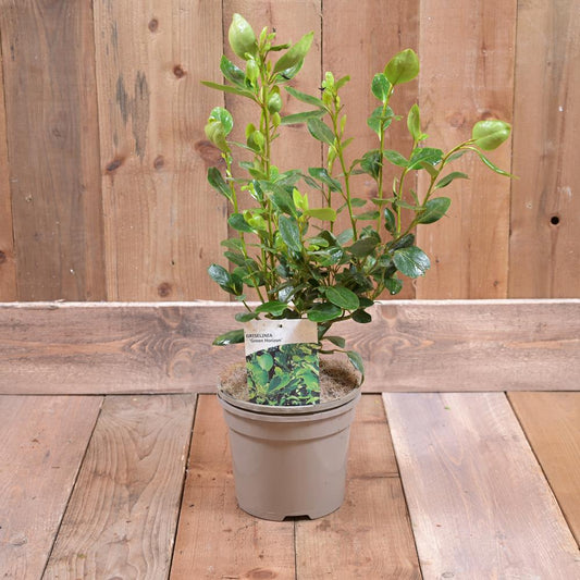 Griselinia Littoralis 'Green Horizon' 3L