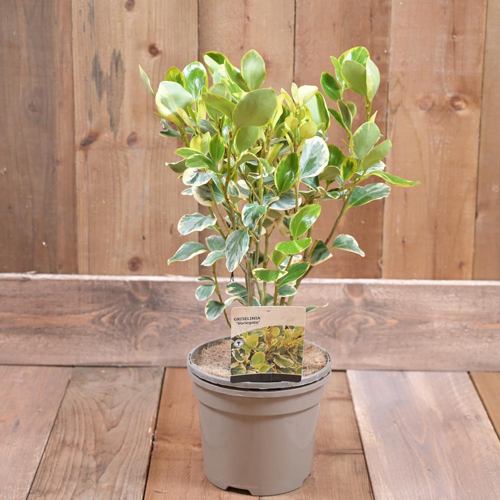 Griselinia Littoralis 'Variegata' 3L