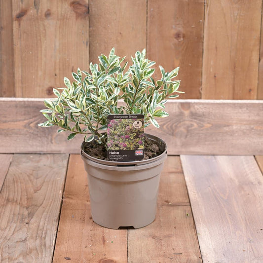 Hebe Franciscana Variegata 3L