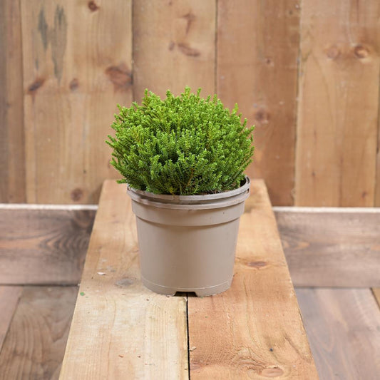 Hebe Green Globe 2L