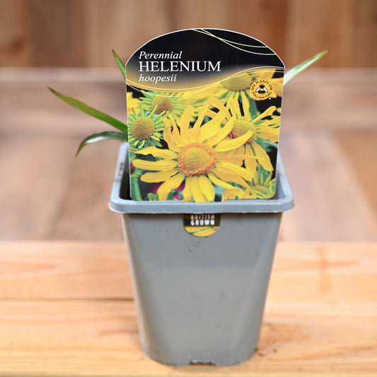 Helenium Hoopesii 1L
