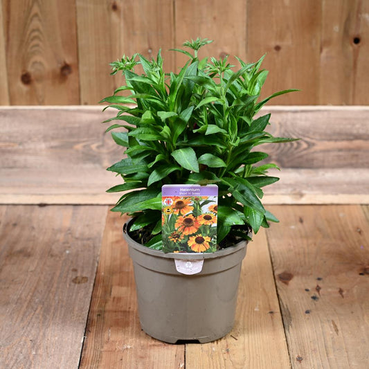 Helenium Short n Sassy 3L