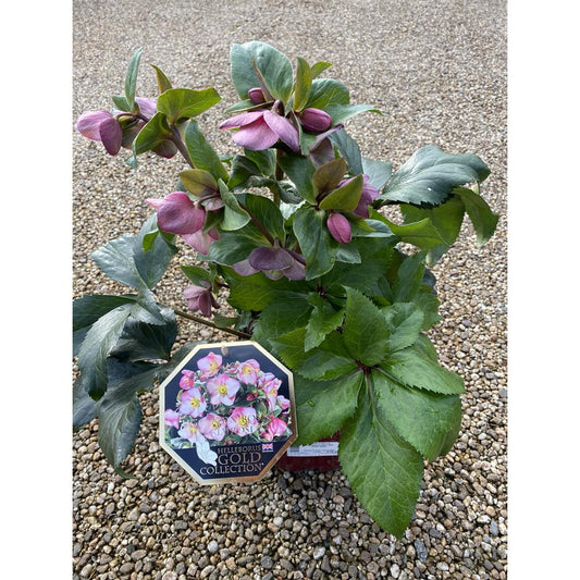 Helleborus Ice N' Roses Early Rose 4.5L