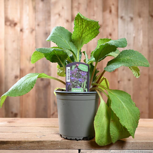 Herb Borage 1L