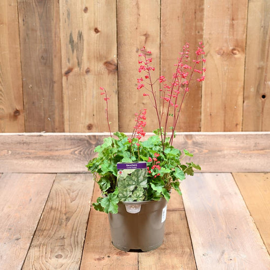 Heuchera Coral Forest 3L