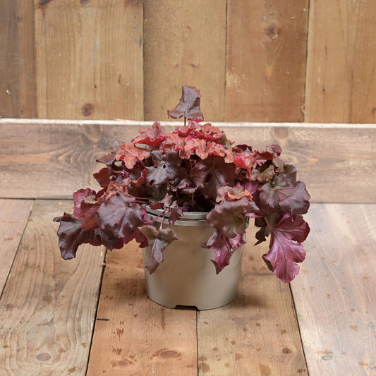 Heuchera Indian Summer Boysenberry 3L