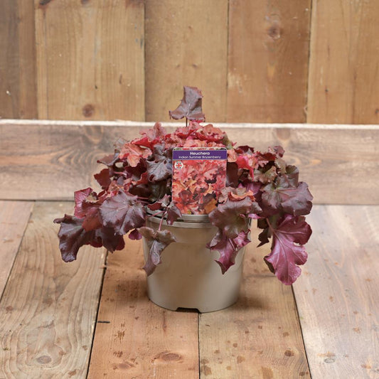 Heuchera Indian Summer Boysenberry 3L