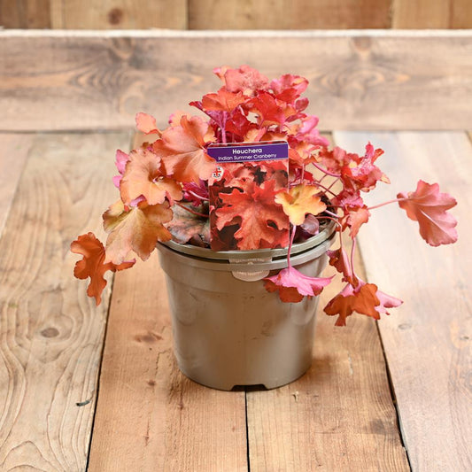 Heuchera Indian Summer Cranberry 3 Litre
