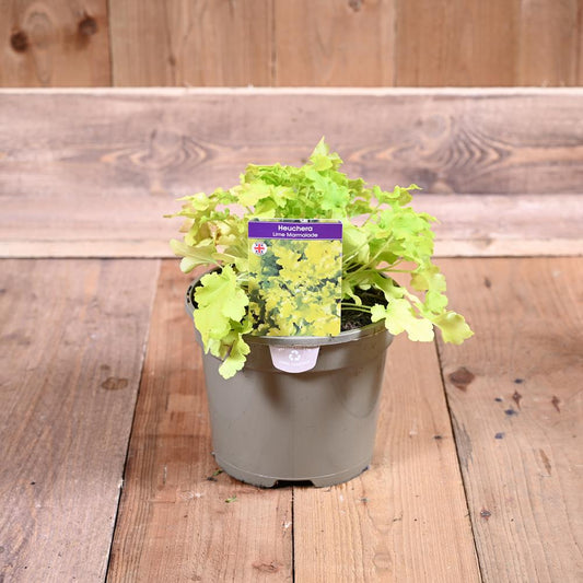 Heuchera Lime Marmalade 3L