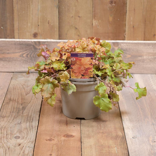 Heuchera Marmalade 3 Litre