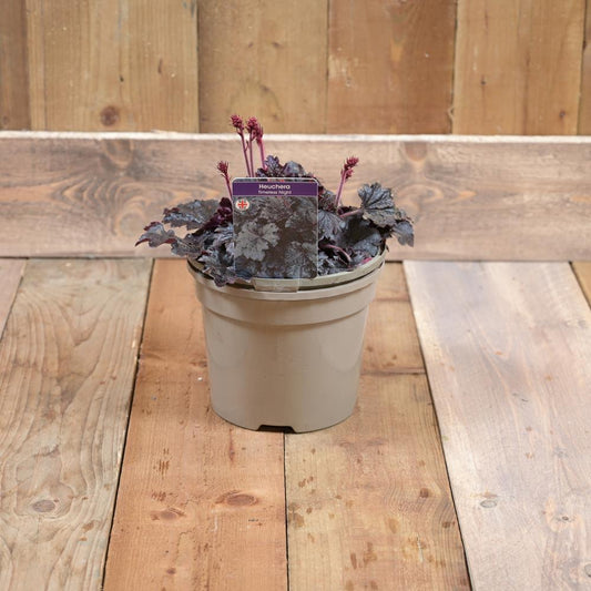 Heuchera Timeless Night 3 Litre