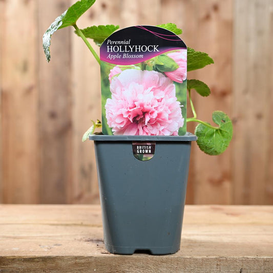 Hollyhock (Alcea) Apple Blossom 1L