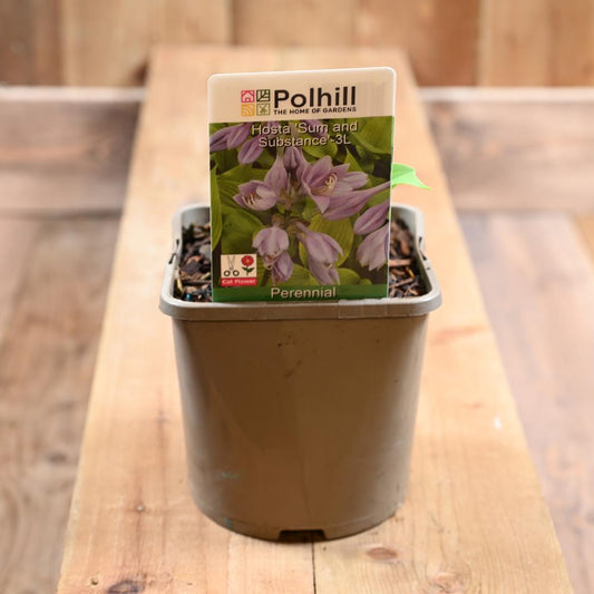 Hosta 'Sum And Substance' 3L