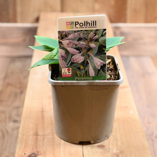 Hosta 'Tardiana Group 'Halcyon