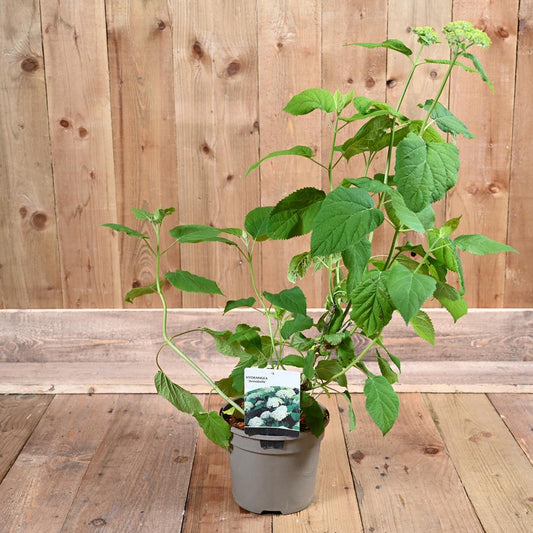 Hydrangea Arborenscens Annabelle 3L