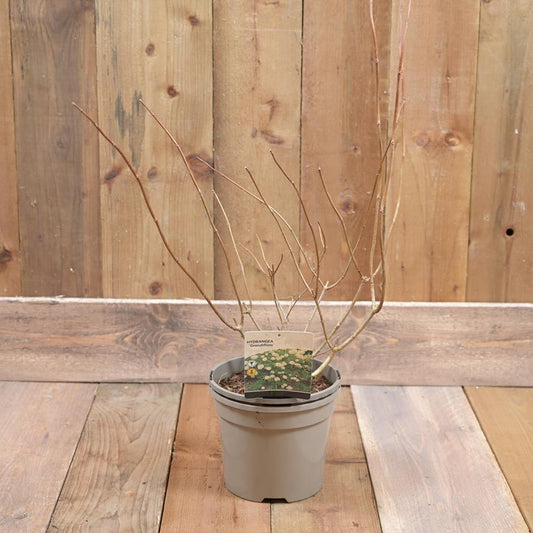 Hydrangea Pan. Grandiflora 3L