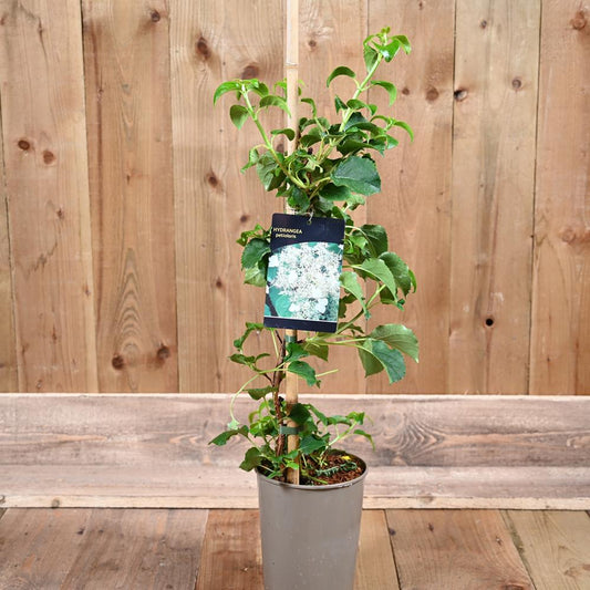 Hydrangea Petiolaris 3Ld