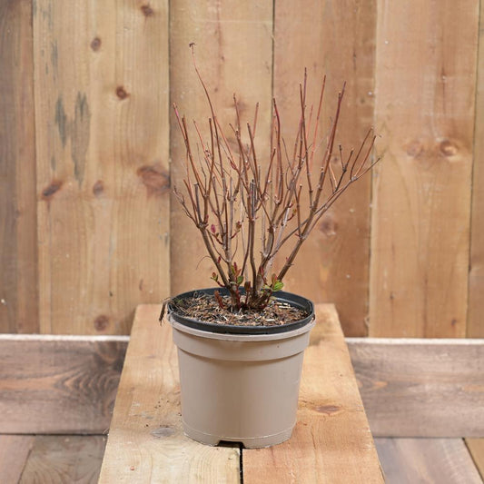 Hypericum Miracle Marvel 2L