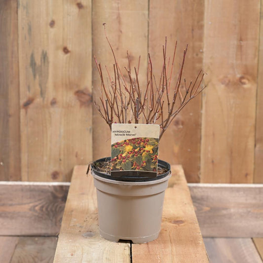 Hypericum Miracle Marvel 2L