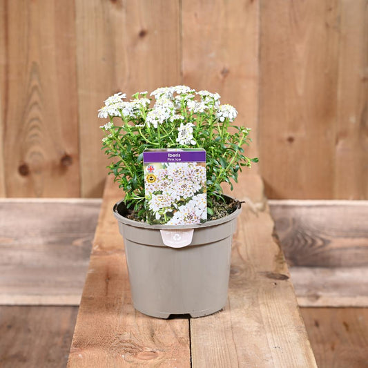 Iberis Pink Ice 3L