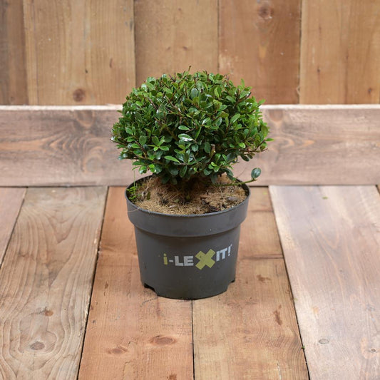 Ilex Crenata Dark Green 20cm Diameter Ball 19cm Pot