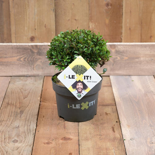 Ilex Crenata Dark Green 20cm Diameter Ball 19cm Pot
