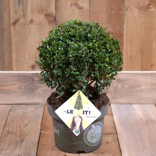Ilex Crenata Dark Green 25cm Diameter Ball In a 5L Pot