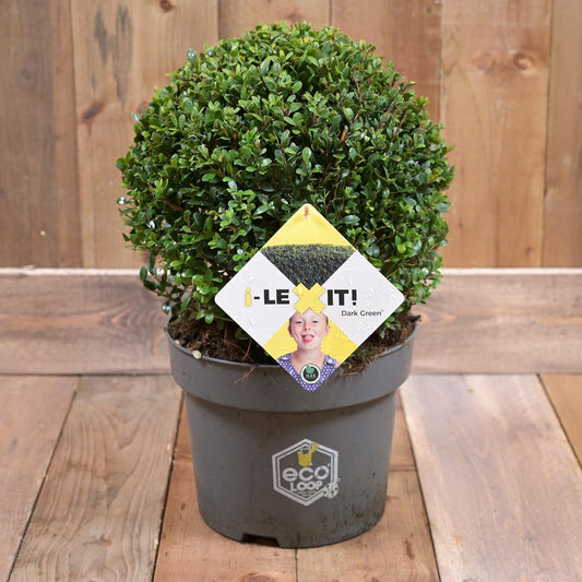 Ilex Crenata Dark Green 35cm Diameter Ball 10L